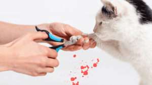 Cat nail trimming