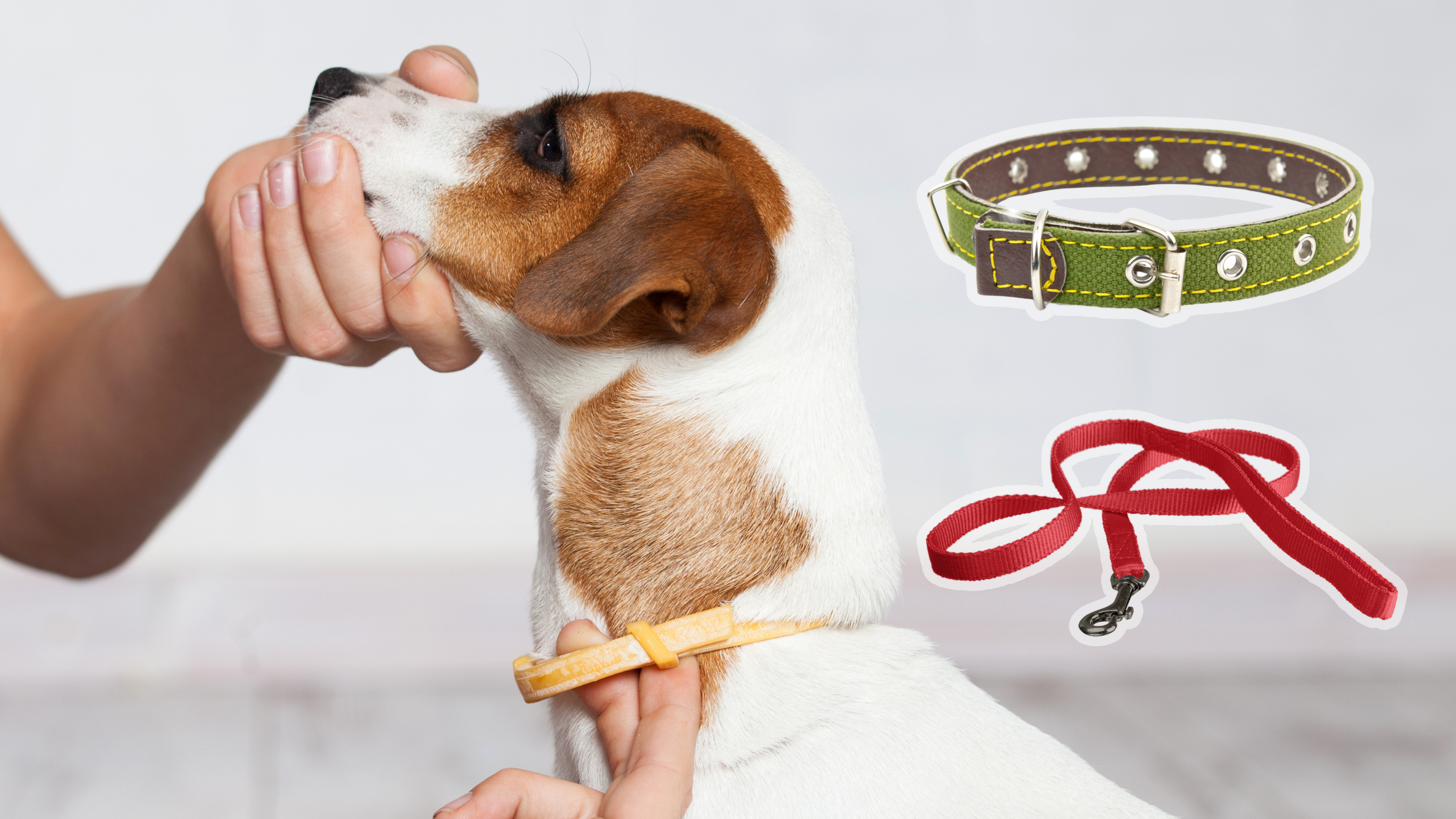 Comfort and Control: How to Pick the Perfect Collar and Leash for Any Dog Breed