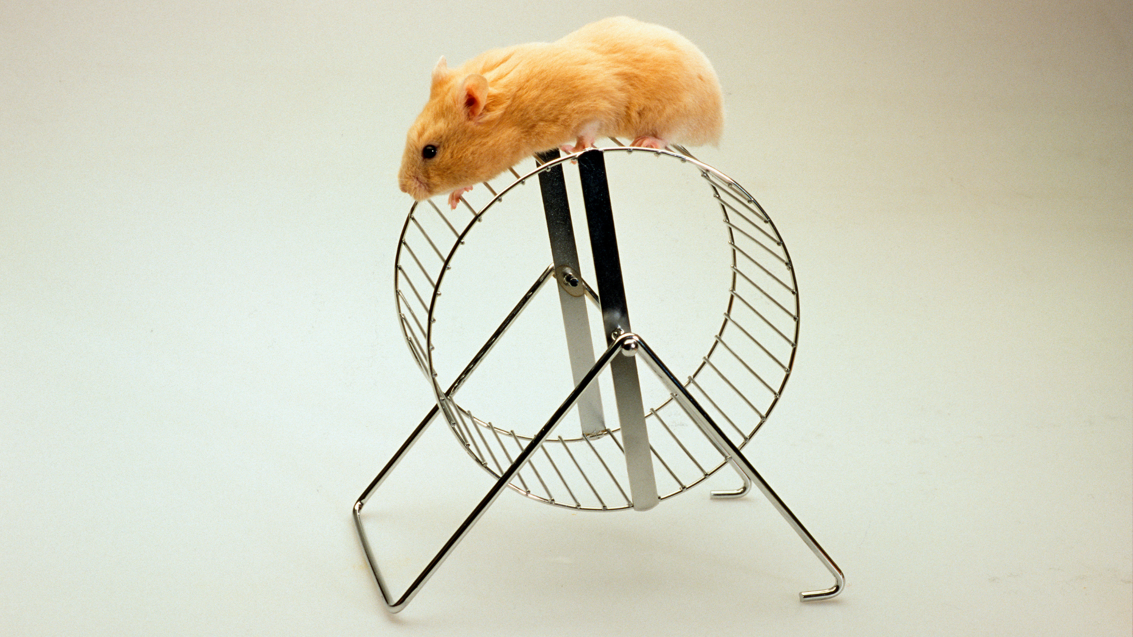 Creative Ways to Keep Your Hamster Active