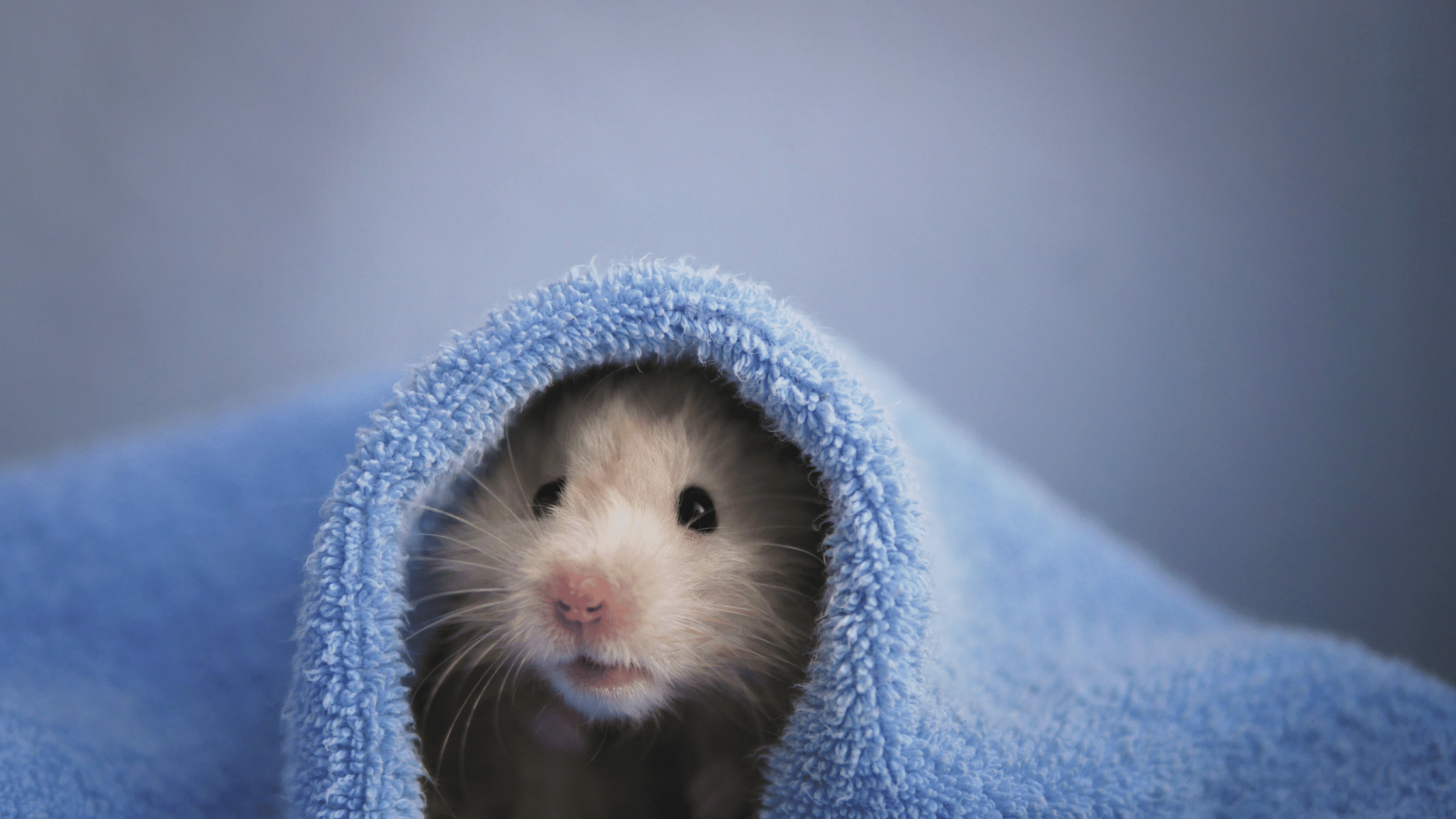 Hamster Grooming